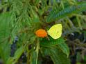 034 Butterfly and flower